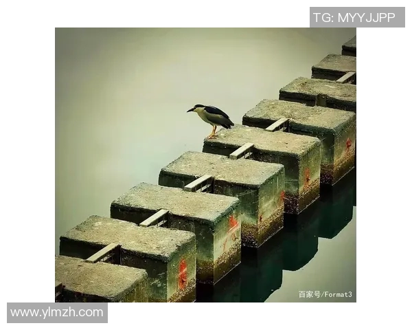 足球明星收割机背后的秘密与传奇故事揭示了他们如何改变比赛与人生的轨迹